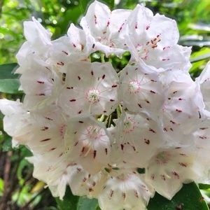 Meet your Posher, Nedra